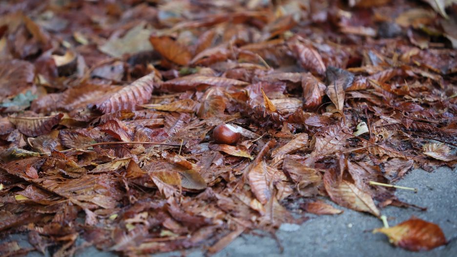 Wrocław. Pogoda. 28 września 2020 - chłodno i mokro. Intensywne opady przesunęły się na wtorek