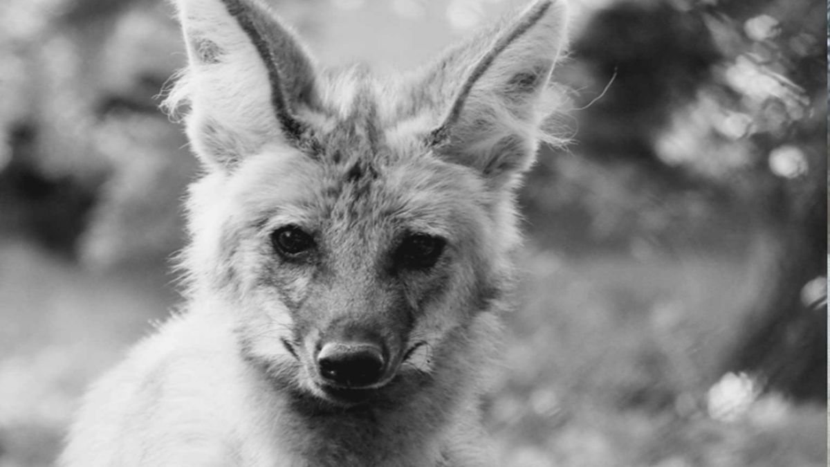 W Warszawskim ZOO pożegnano wilczycę Tinę