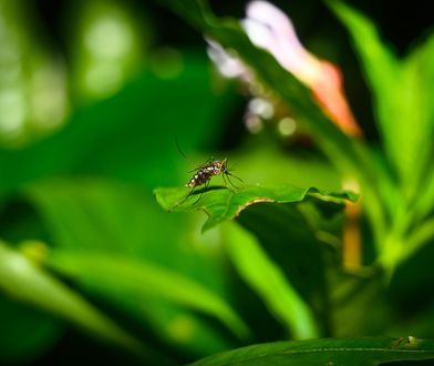 Portugalia ogłasza alert. Wykryto ogniska gorączki Zachodniego Nilu