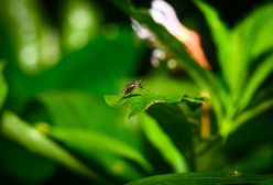 Portugalia ogłasza alert. Wykryto ogniska gorączki Zachodniego Nilu