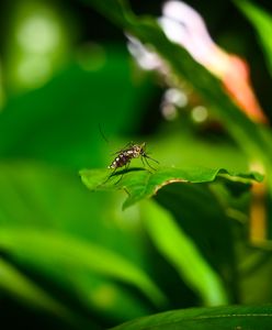 Portugalia ogłasza alert. Wykryto ogniska gorączki Zachodniego Nilu