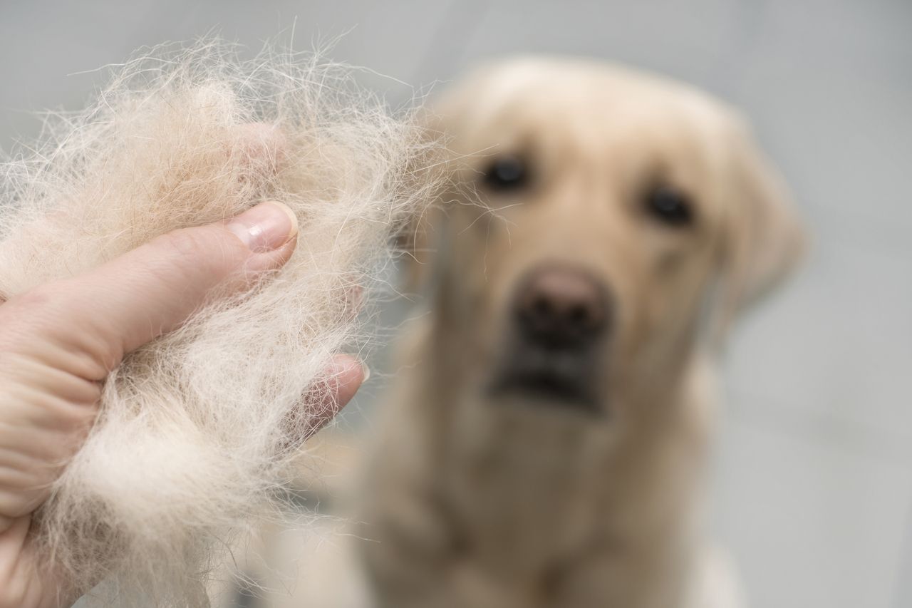 Pet hair problem? Try these efficient DIY remedies at home
