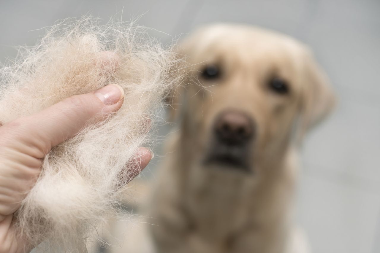 How to get rid of dog hair from furniture?