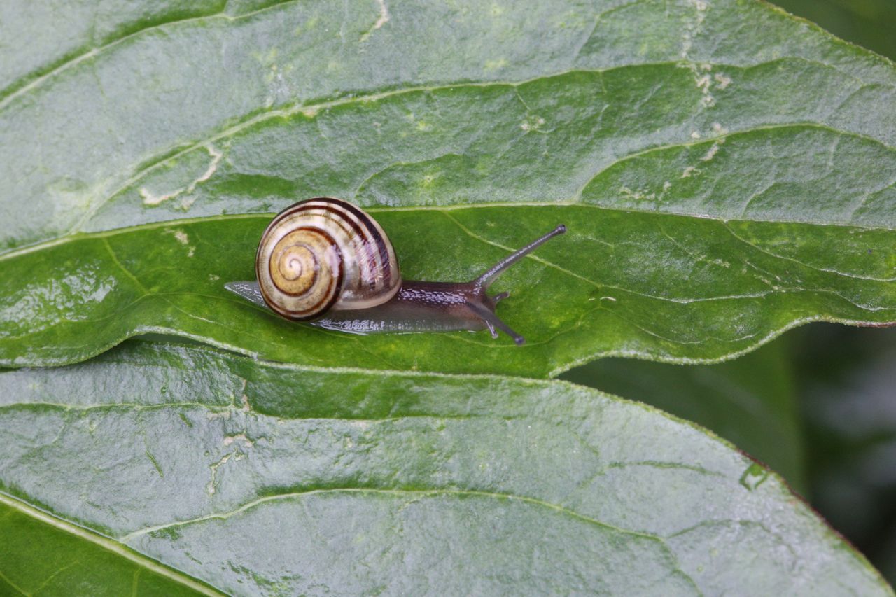 Banded garden snail (Cepaea nemoralis) crawls across the leaf of a plant during a rainy day in Toronto, Ontario, Canada, on September 12, 2023. (Photo by Creative Touch Imaging Ltd./NurPhoto via Getty Images)