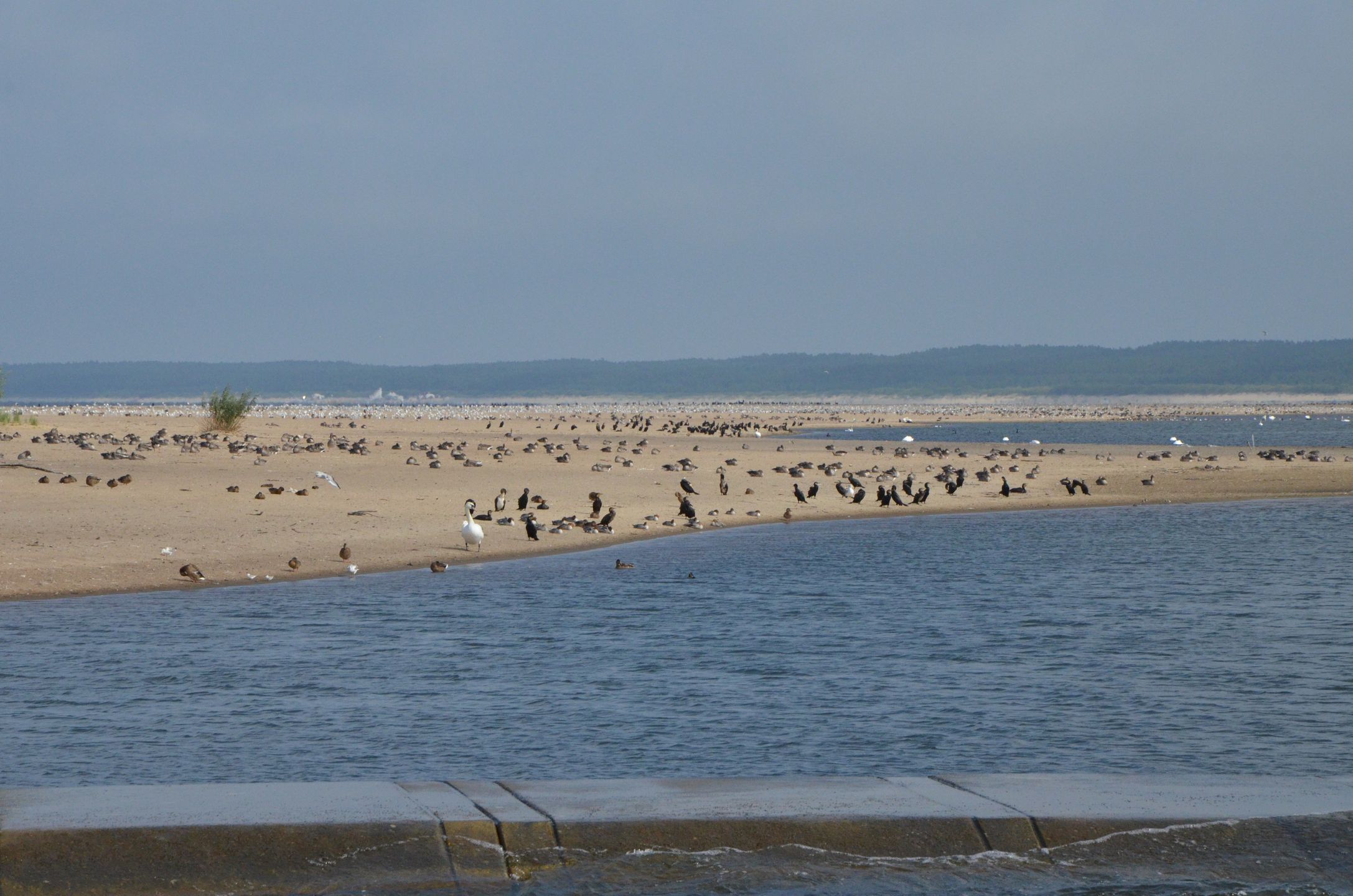 Rezerwat przyrody Mewia Łacha to siedlisko wielu gatunków ptaków 