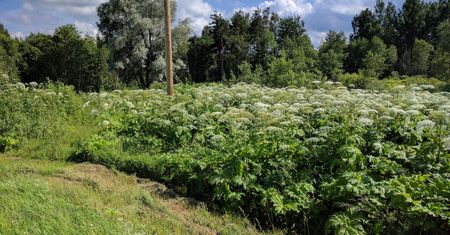 Barszcz Sosnowskiego. Ta groźna roślina ma zaskakujący genom