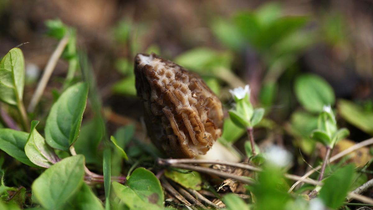 To jedne z najbardziej cenionych grzybów