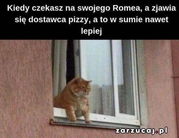 Memy z okazji Dnia Kota