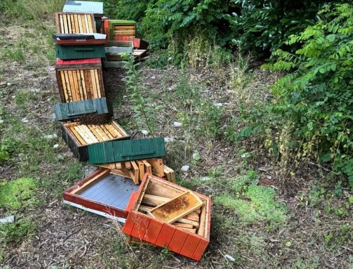 Wandalizm w Sopocie: 13-latkowie zniszczyli ule z pszczołami