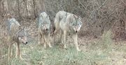 Pięć wilków w polskim lesie. Jest nagranie