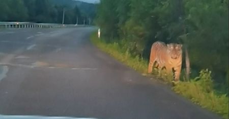 Tygrys syberyjski na drodze. Kierowca zatrzymał auto i przerażony zaczął nagrywać