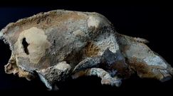 Polowanie na niedźwiadka. Ciekawe znalezisko w Rosji