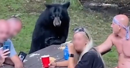 Dołączył do pikniku. Wszystko nagrano kamerą