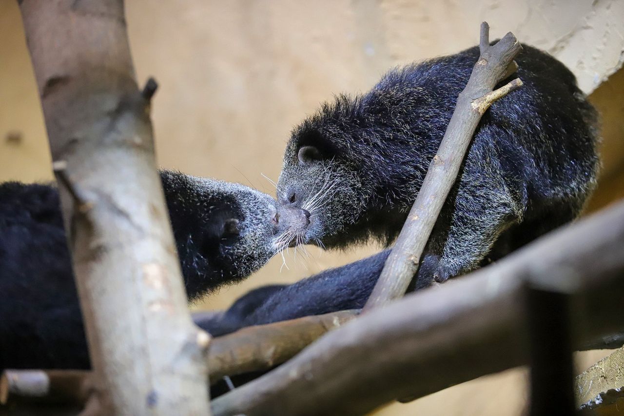 Łódzkie zoo promuje się na Walentynki. Zaproszenie oburzyło radnego PiS