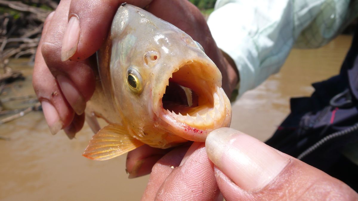 Piranie mają bardzo ostre zęby