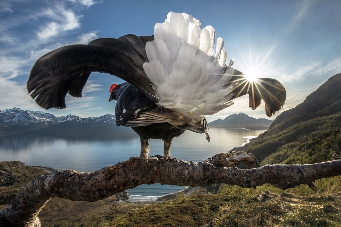 Genialne zdjęcia przyrodnicze w konkursie BigPicture Natural World. Polak wyróżniony