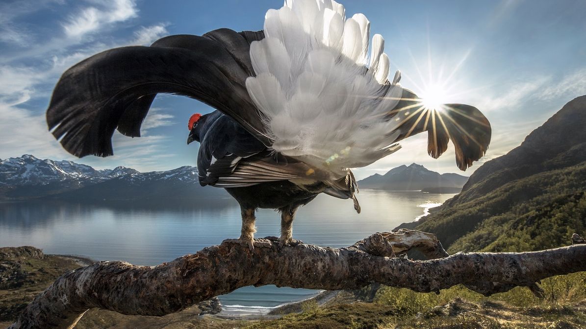 Genialne zdjęcia przyrodnicze w konkursie BigPicture Natural World. Polak wyróżniony 1