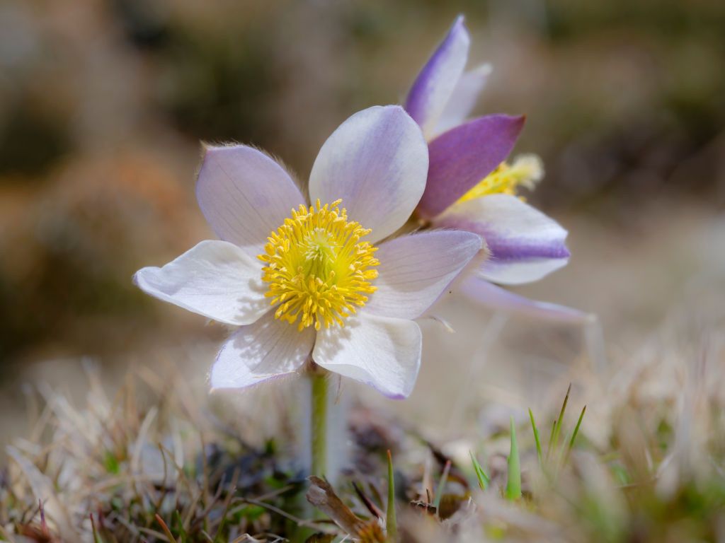 To symbol Wielkanocy. Już zakwitł w Anglii
