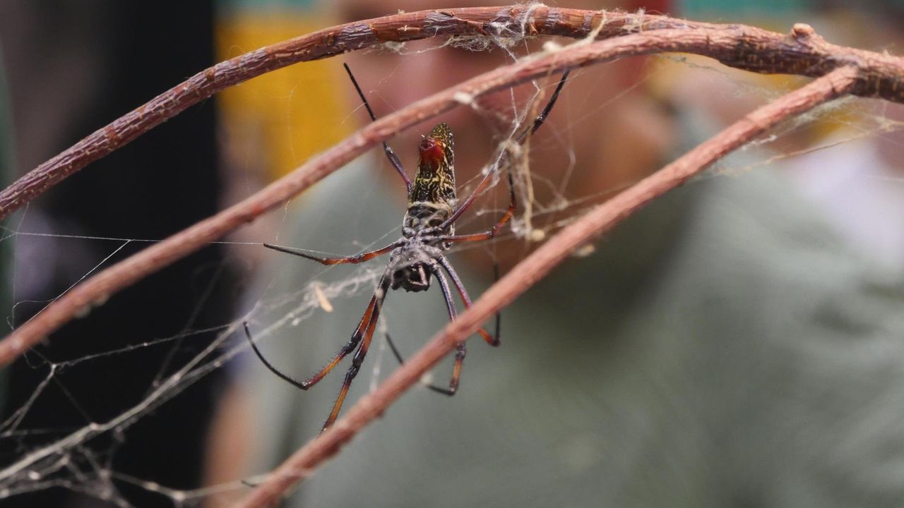 Wrocław: ZooEgzotyka 2025 - wyjątkowe targi gadów, płazów i roślin egzotycznych z rozmowami, ciekawą wymianą doświadczeń i zakupami