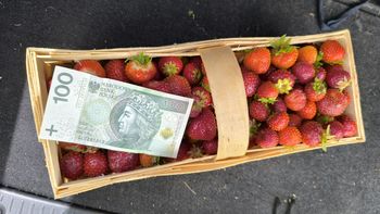 Tyle płacą za zbiór truskawek. Plantatorka o problemach. "Nawet 5 zł dam"