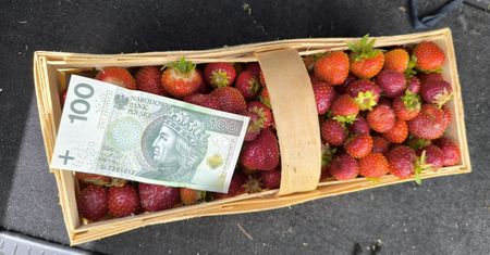 Tyle płacą za zbiór truskawek. Plantatorka o problemach. "Nawet 5 zł dam"