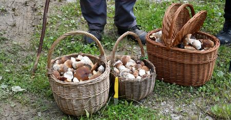 150 zł za kg tegorocznych grzybów. Znawcy mówią, kiedy będzie wysyp