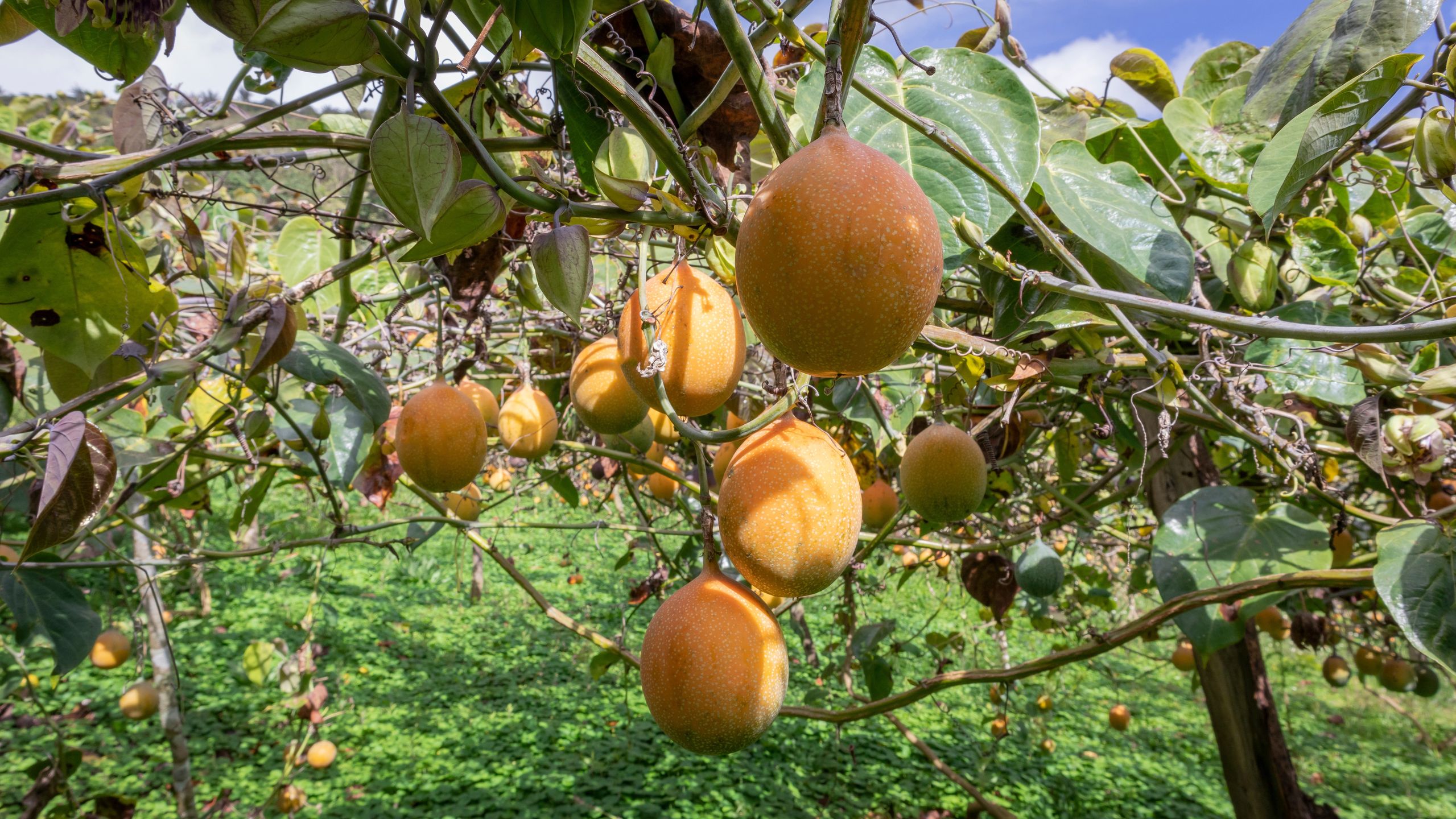 Granadilla