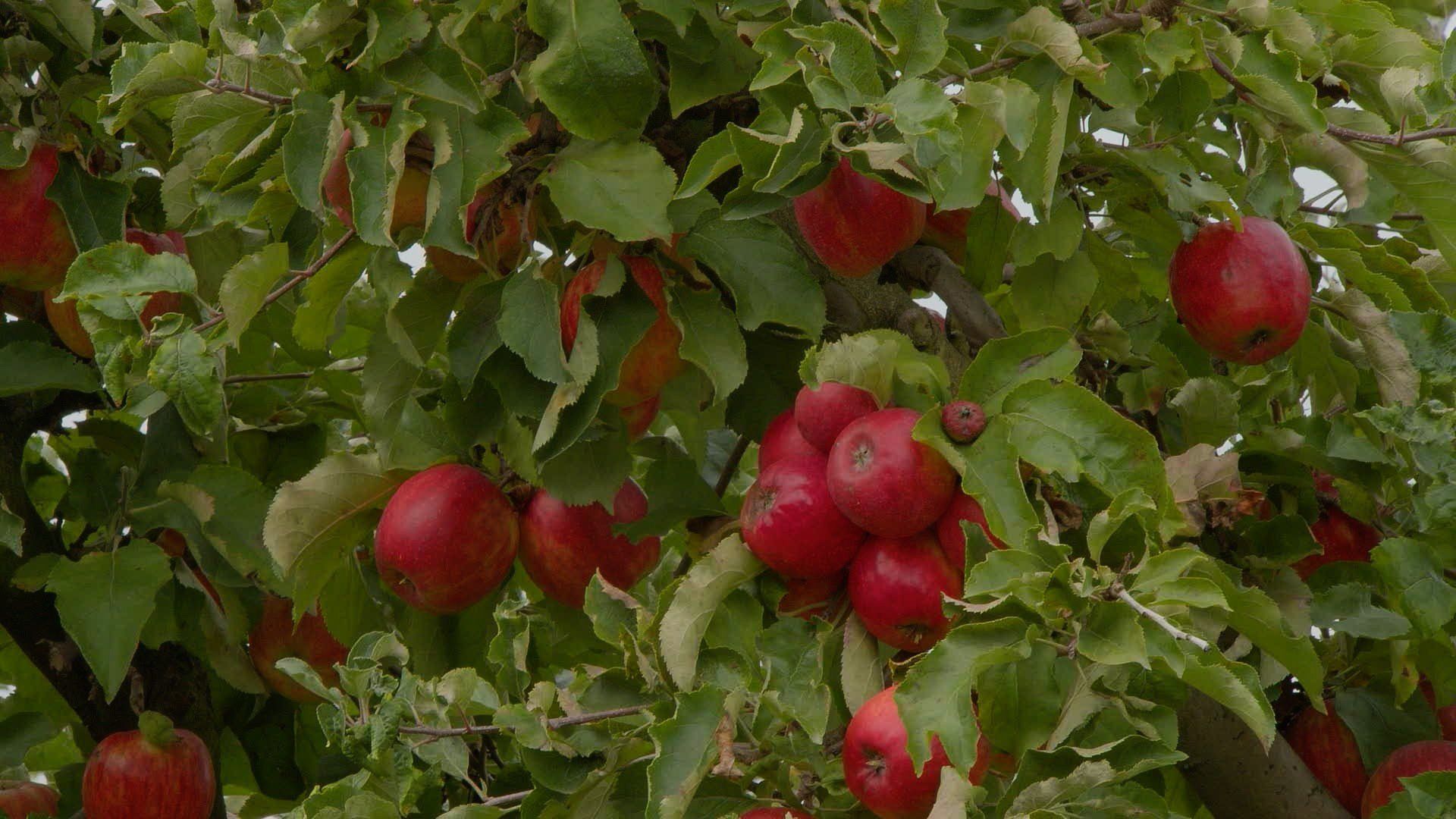 Weekendowe jabłkobranie to nie tylko sposób na zdrowe zakupy, ale także piękny gest solidarności z tymi, dzięki którym polskie jabłka wciąż smakują jak dawniej.