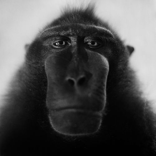 Portrety małp z wrocławskiego zoo, które podbiły Londyn [inspiracja] 3