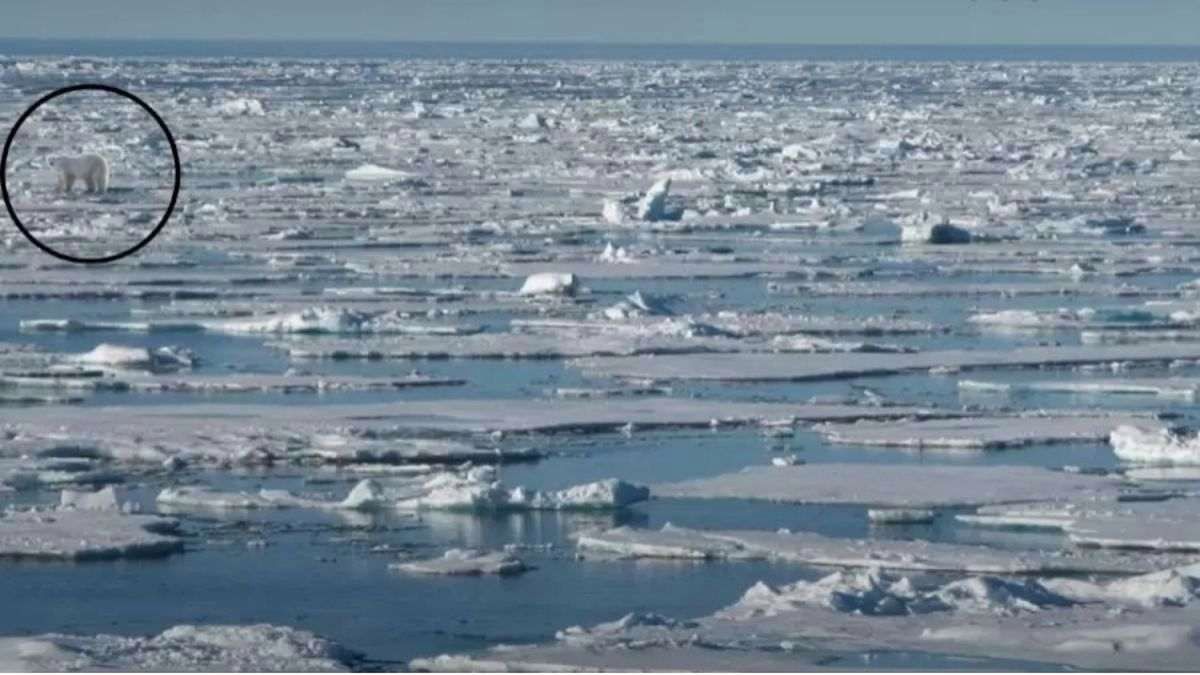 Niedźwiedź doskonale wkomponował się w krajobraz