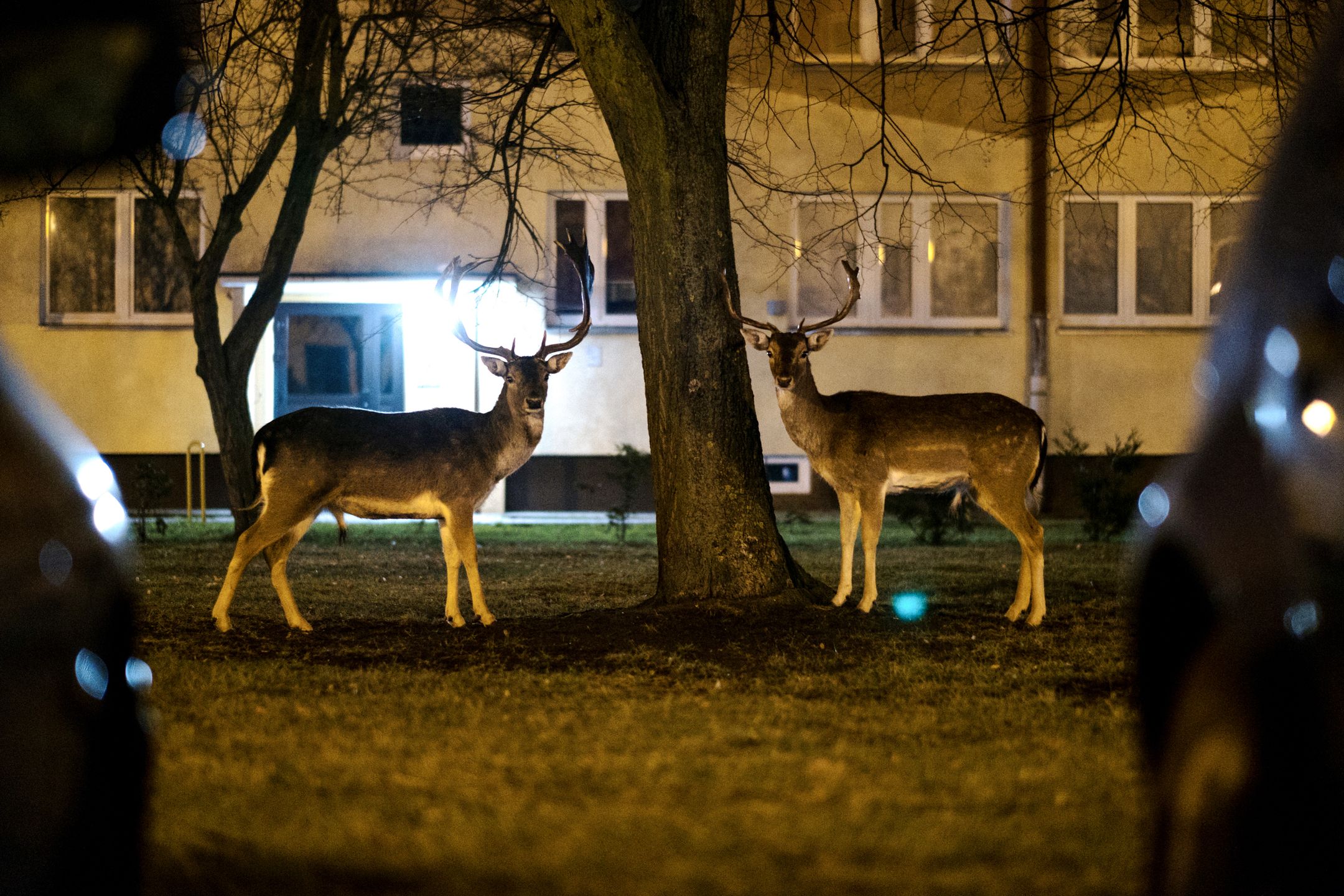 Oto zwycięzcy najbardziej prestiżowego konkursu fotograficznego w Polsce – Grand Press Photo 2017 16