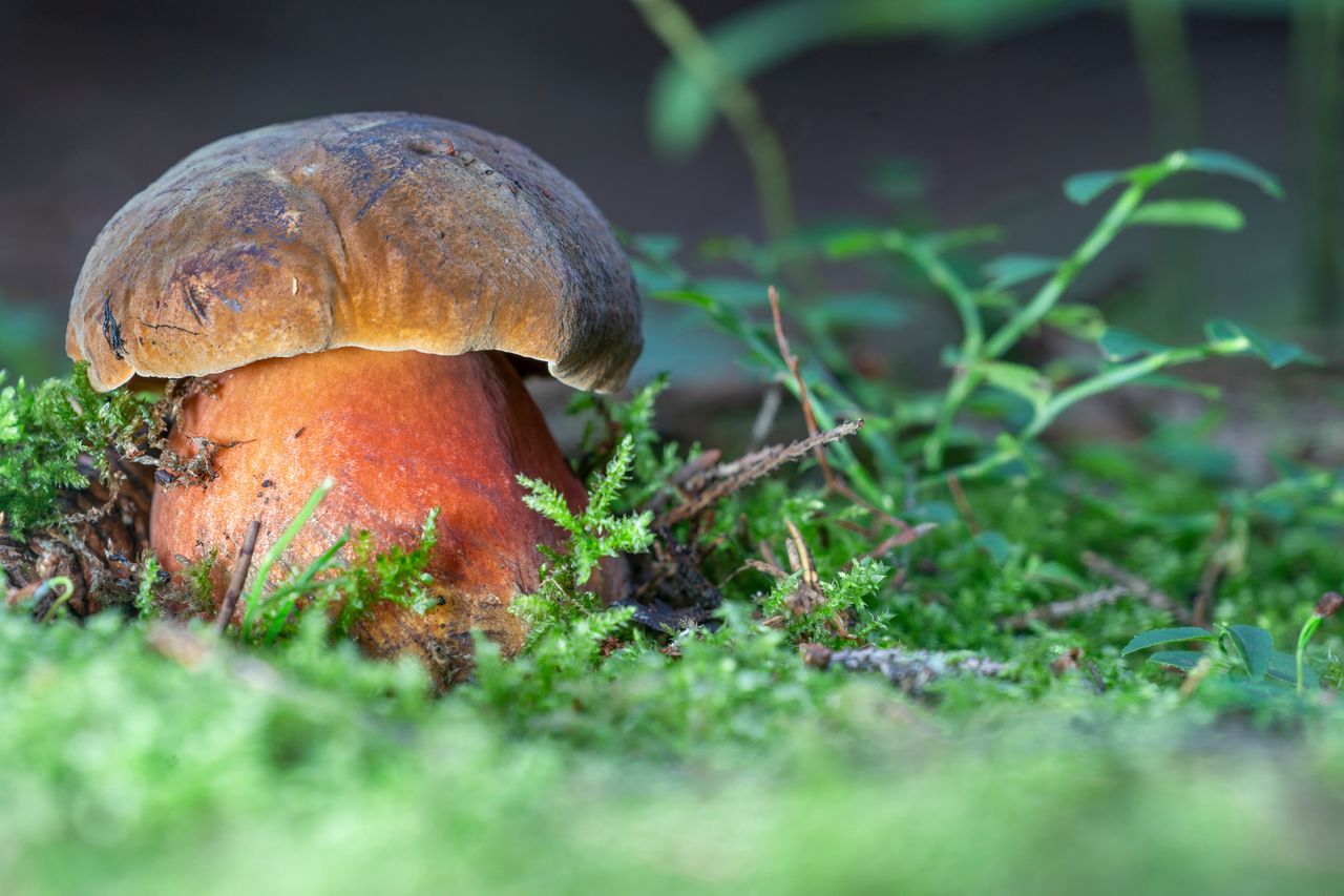 Scarlet-stemmed Bolete