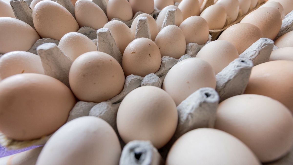 Producenci jaj mają problem, boją się o eksport z Ukrainy