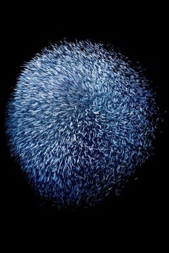 Polacy nagrodzeni w European Wildlife Photographer of the Year 2009 4