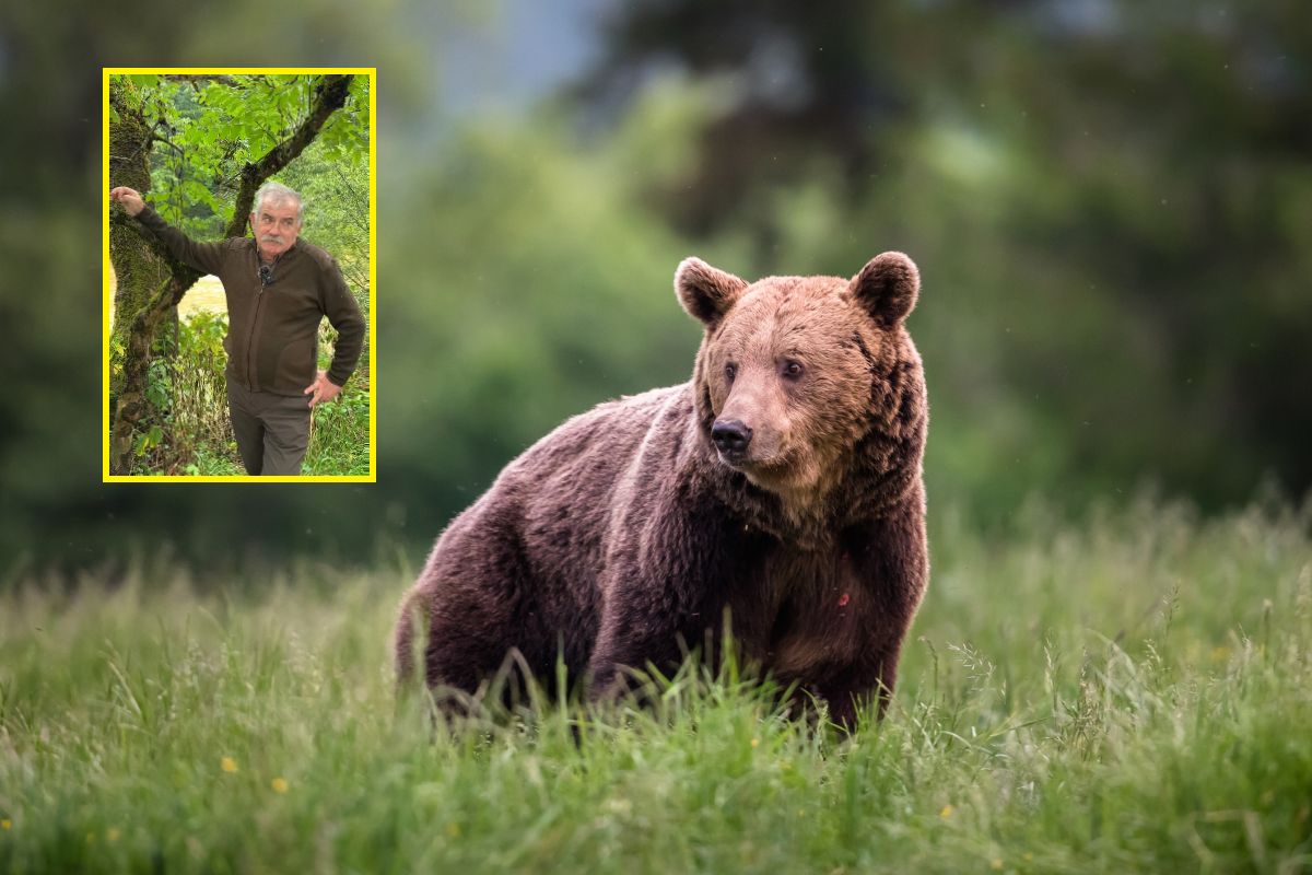 Leśnik ostrzega przed niedźwiedziami. "Najbardziej groźne są wtedy..."