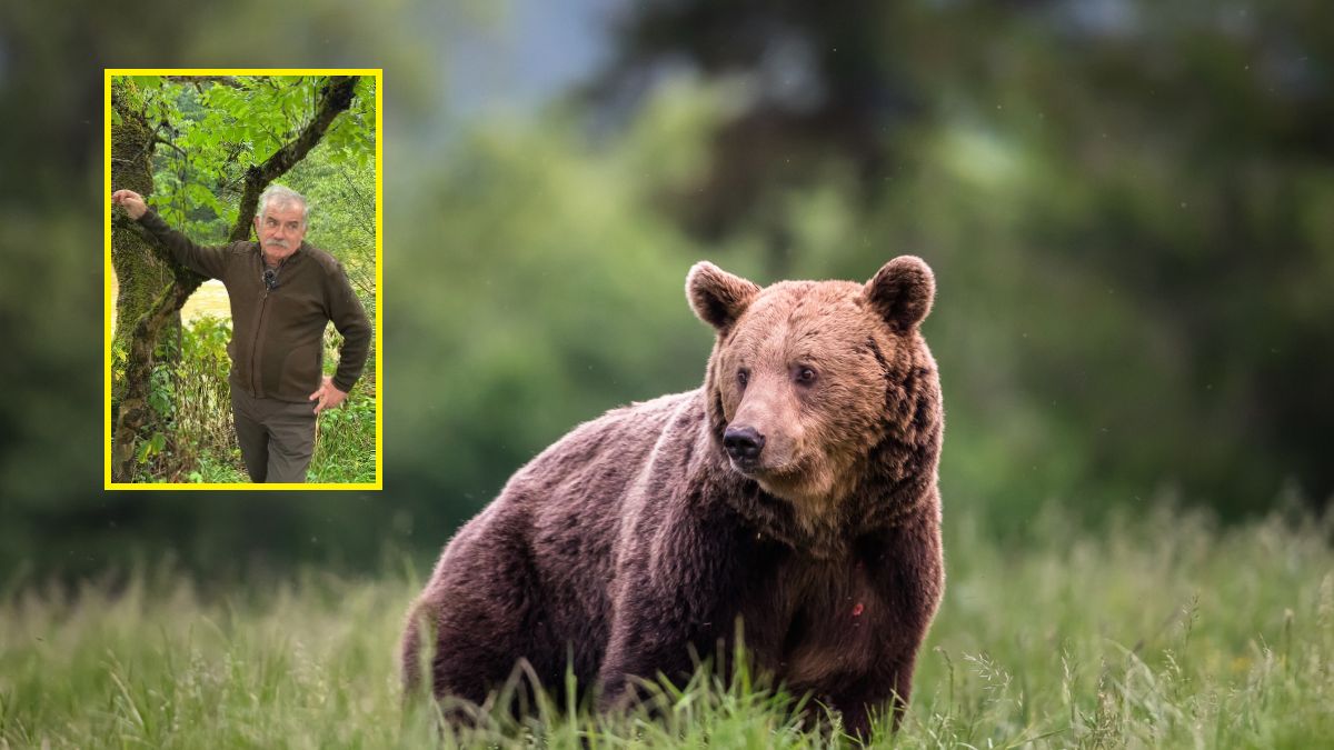 Leśnik radzi, jak się zachować, by uniknąć spotkania z niedźwie