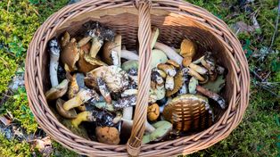 Czerwcowe prawdziwki mieszkańca Darłowa są piękne [ZDJĘCIA]