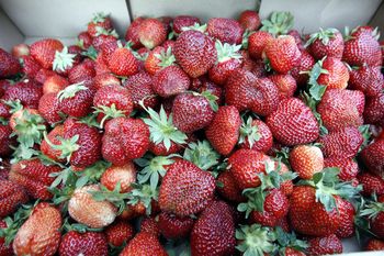 Kaszubskie truskawki w tarapatach. Plantatorzy walczą o każdy owoc