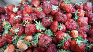 Kaszubskie truskawki w tarapatach. Plantatorzy walczą o każdy owoc