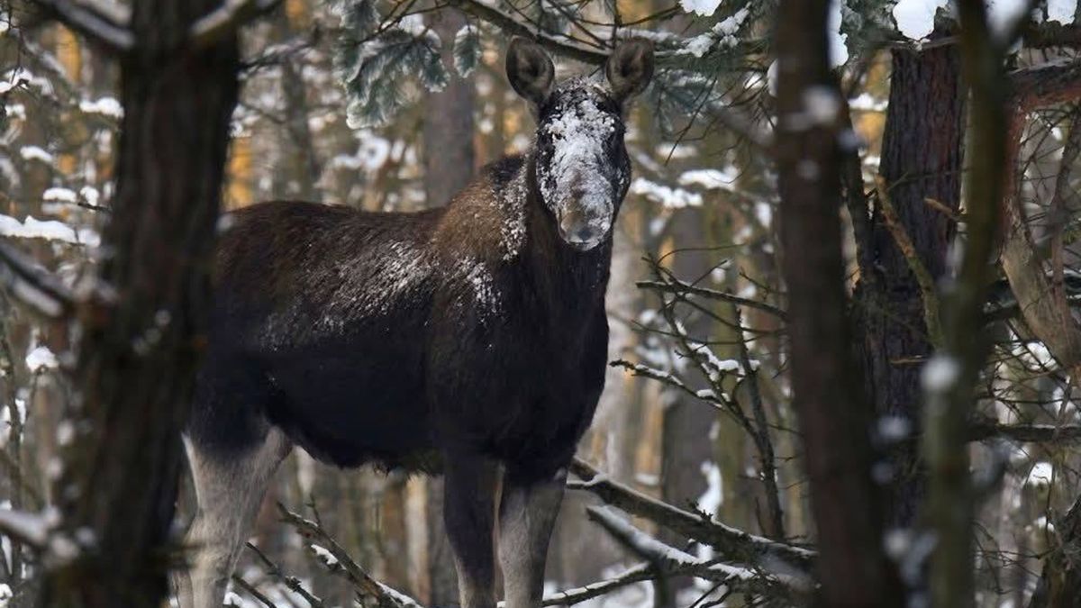 Przyrodnicy apelują o niedokarmianie dzikich zwierząt