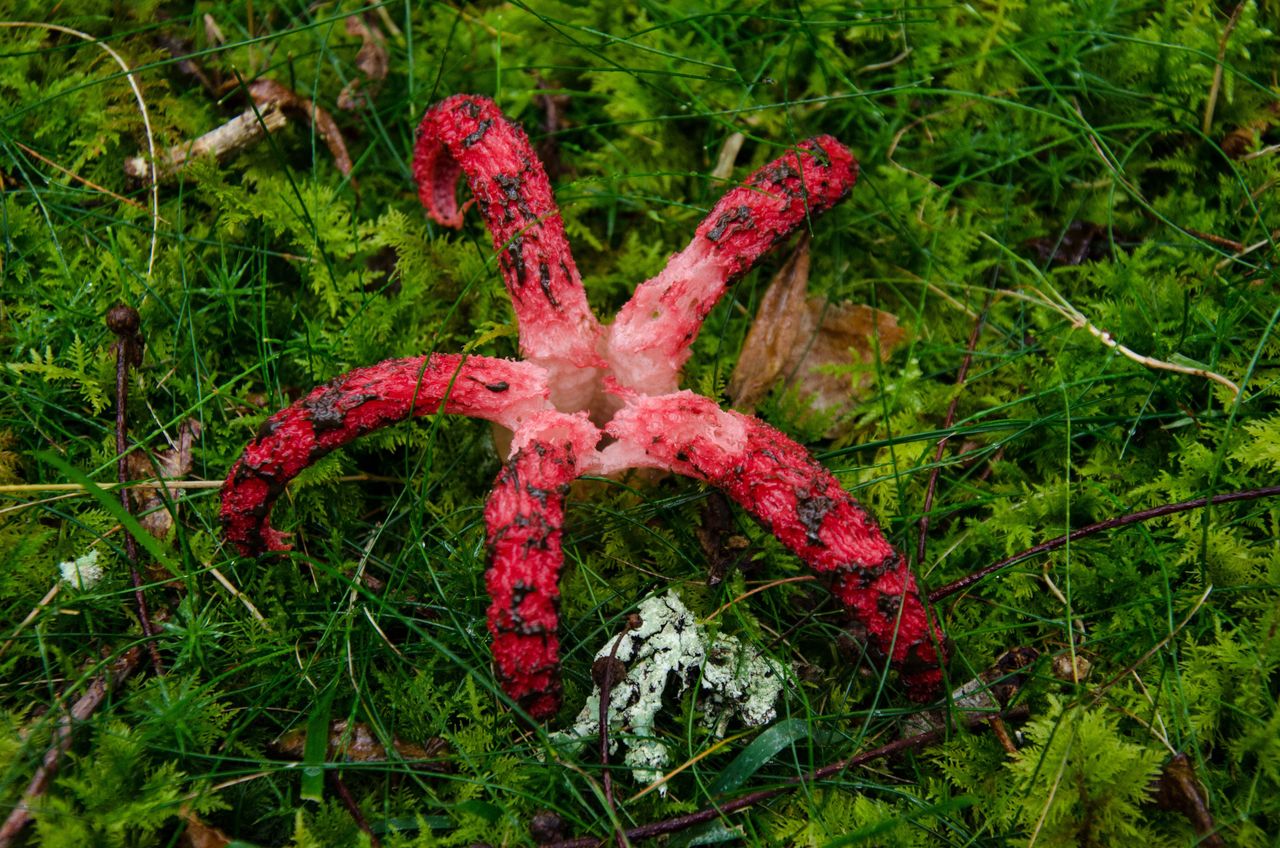 Tatry. Pojawiły się "palce diabła". Niezwykłe znalezisko w okolicach Doliny Chochołowskiej 