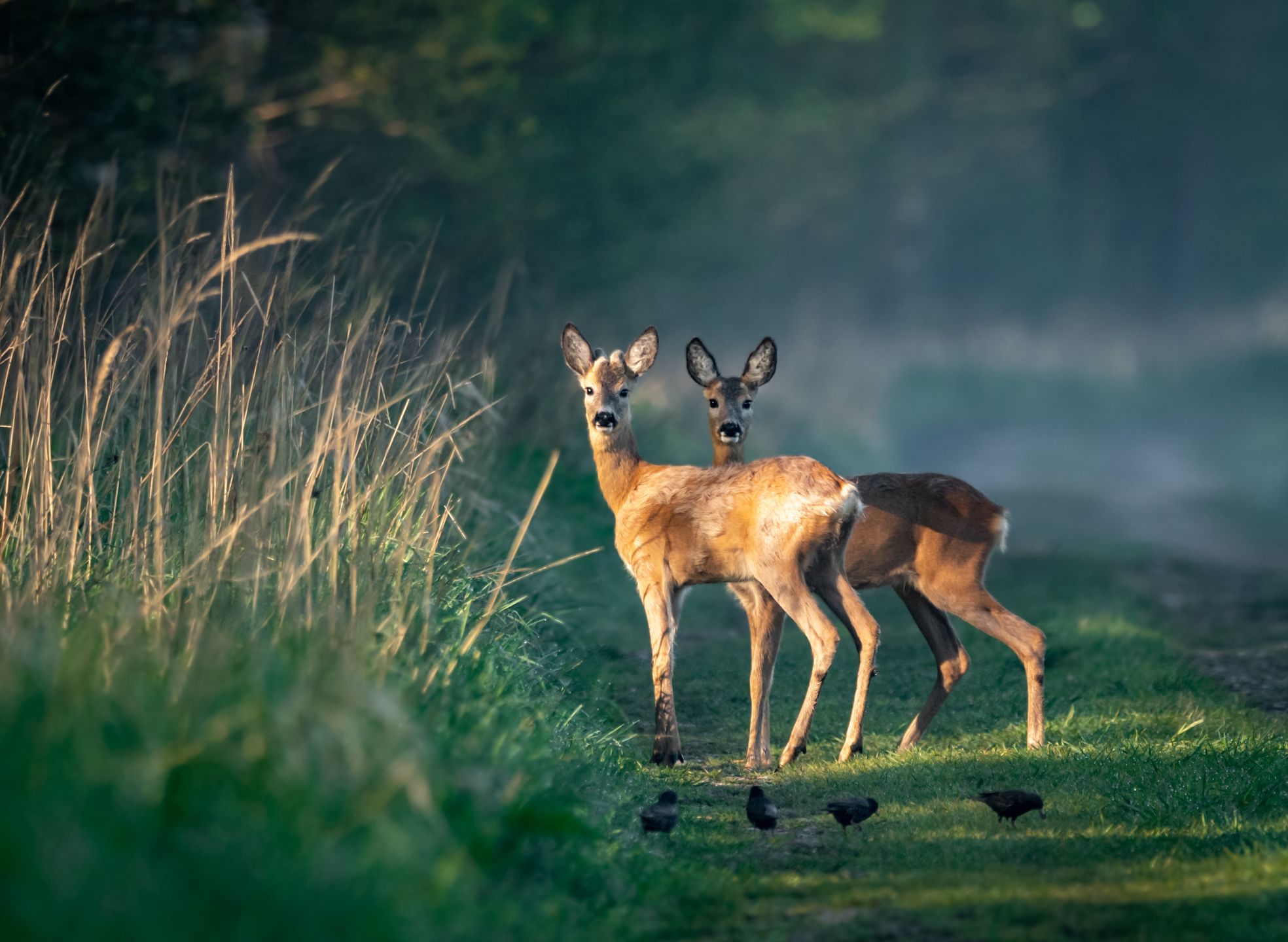 jelenie, dzika natura, wildlife, sarna, las, jelonek, forest, grass, trawa, fog, ears, wild, eyes, gazela, bobasy, pola, bezdroża