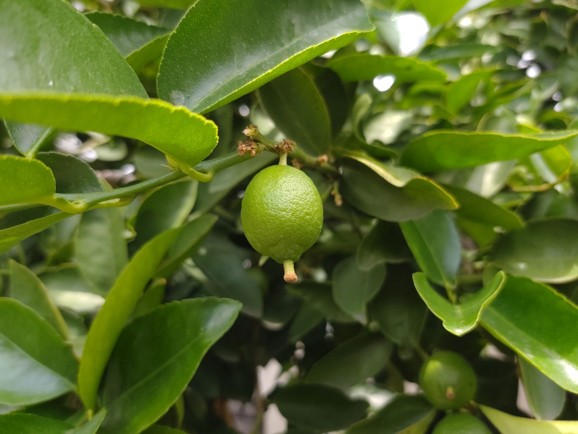 Motorola Moto Z4 w pełnej krasie. Ktoś kupił smartfon, który nie został jeszcze zaprezentowany 4