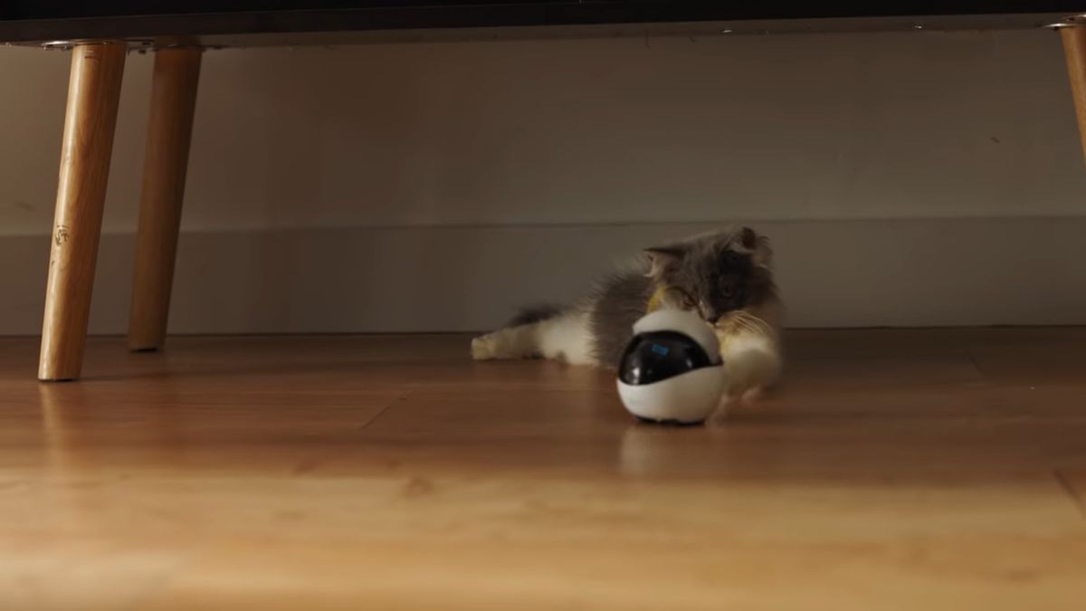 Ebo - robotyczna zabawka dla kota. Rozrywka dla zwierzaka, gdy właścicieli nie ma w domu 1