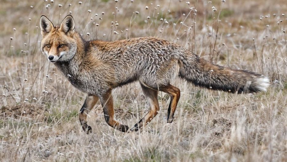 Lis Iberyjski - Skarb Półwyspu Iberyjskiego
