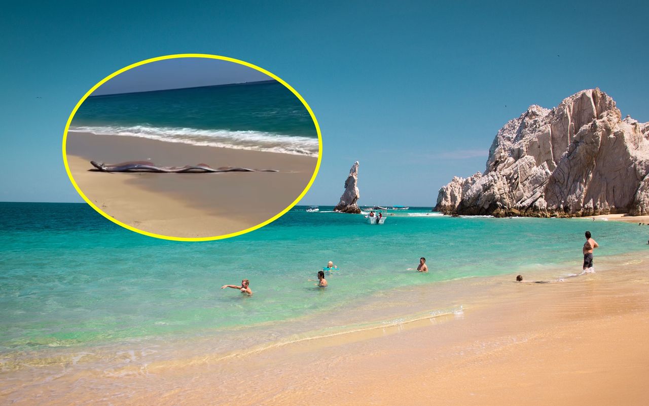 Zwiastują nadejście nieszczęścia. Właśnie pojawiły się w Meksyku