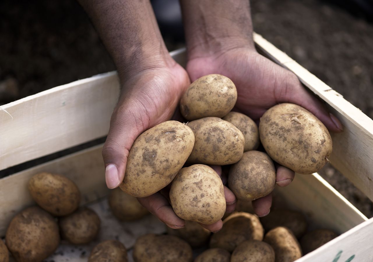 Rekordowe zbiory, a rolnicy załamani. Apelują do resortu o pomoc
