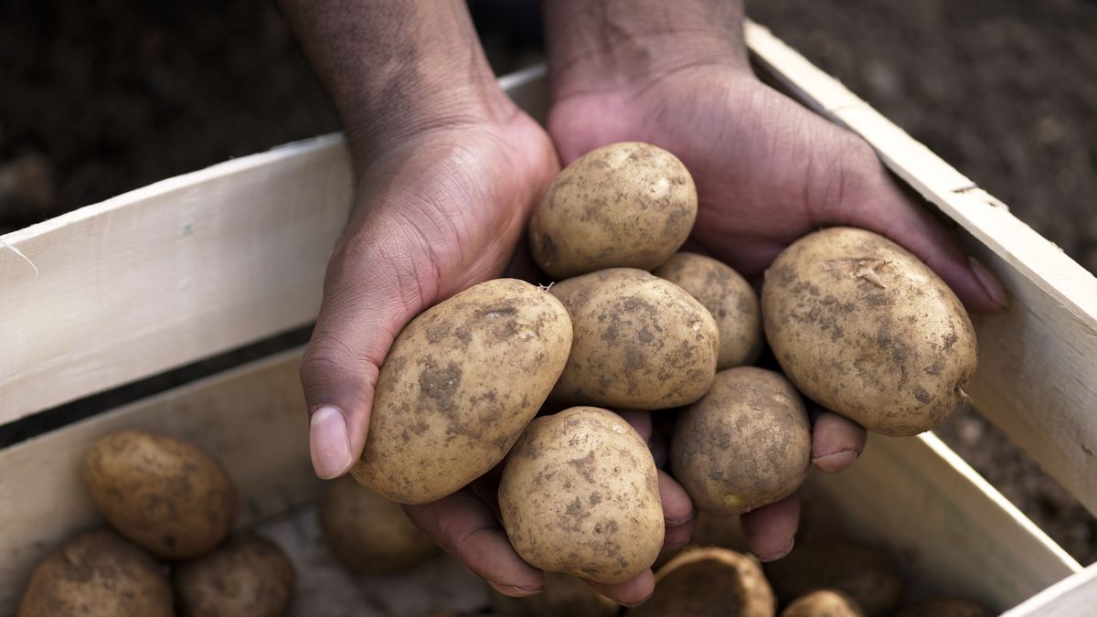 Rekordowe zbiory ziemniaków i problemy rolników