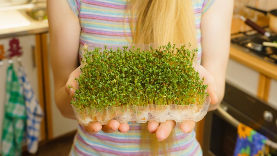 Zasiej rzeżuchę już dziś. Dowiedz się, jakie ma właściwości (WIDEO)