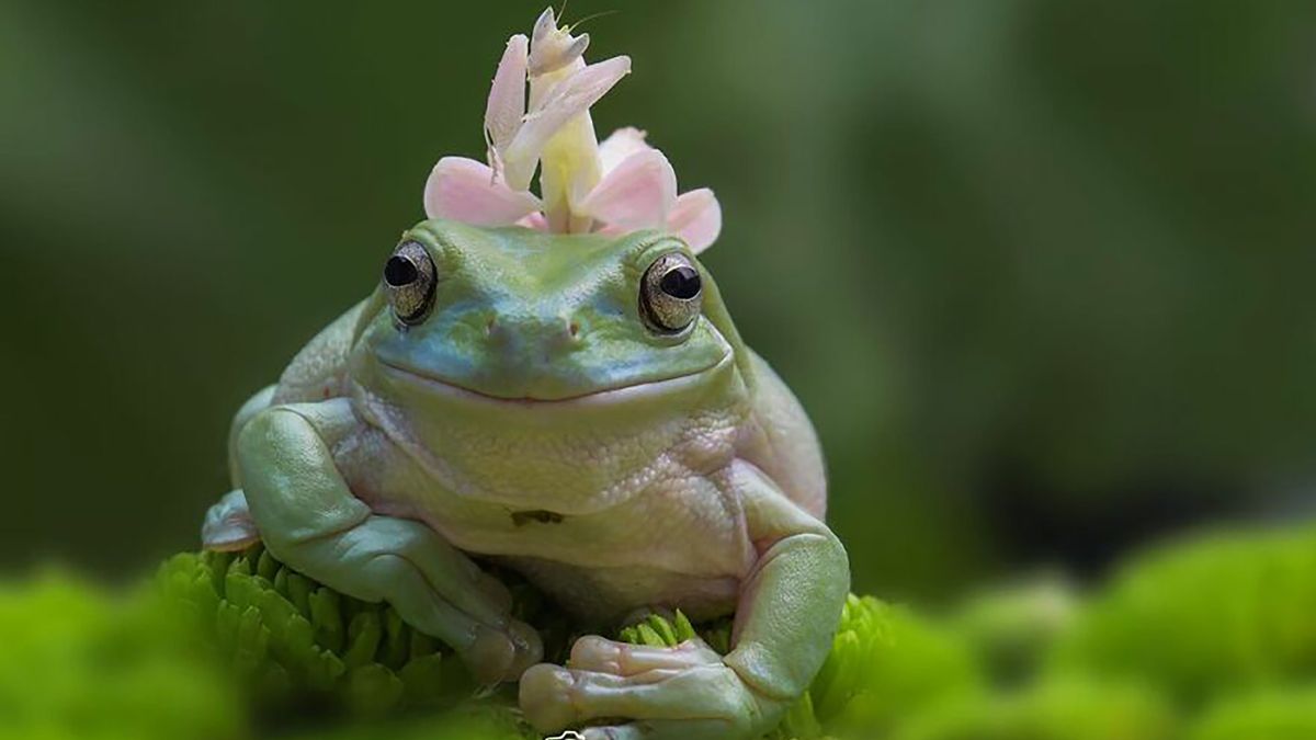 Każde zdjęci to inna historia. Żaby są niezwykle fotogeniczne! 1